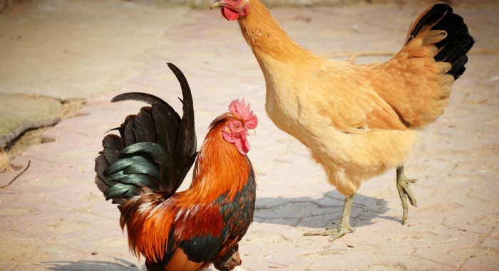 从强格女命【从强格女命好不好】