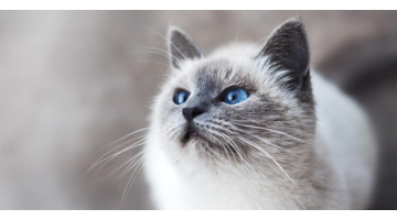 猫好像卡东西了怎么办【猫怎么这么卡呀】