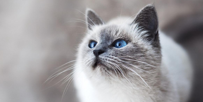 猫好像卡东西了怎么办【猫怎么这么卡呀】