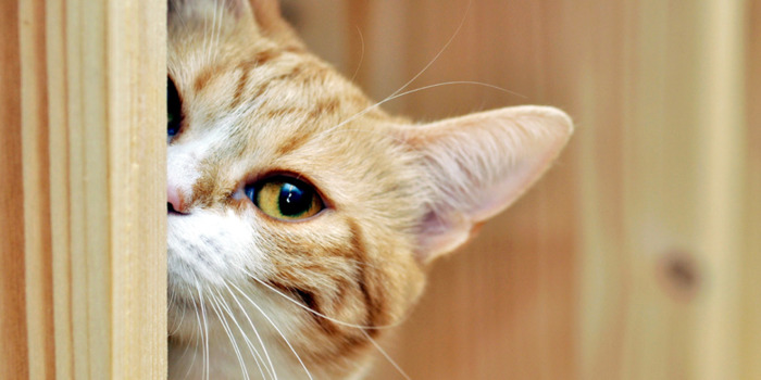 猫好像卡东西了怎么办【猫怎么这么卡呀】