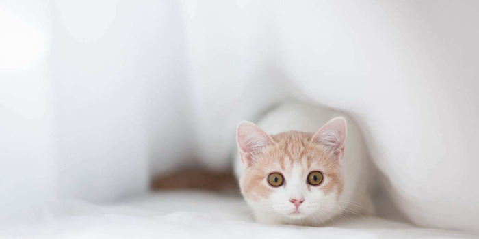 猫好像卡东西了怎么办【猫怎么这么卡呀】