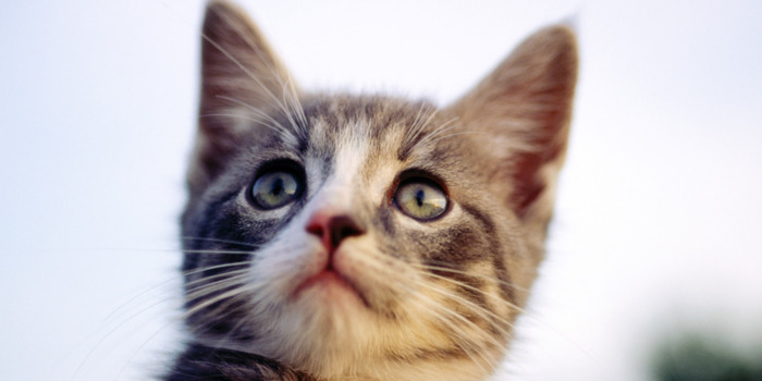 猫好像卡东西了怎么办【猫怎么这么卡呀】