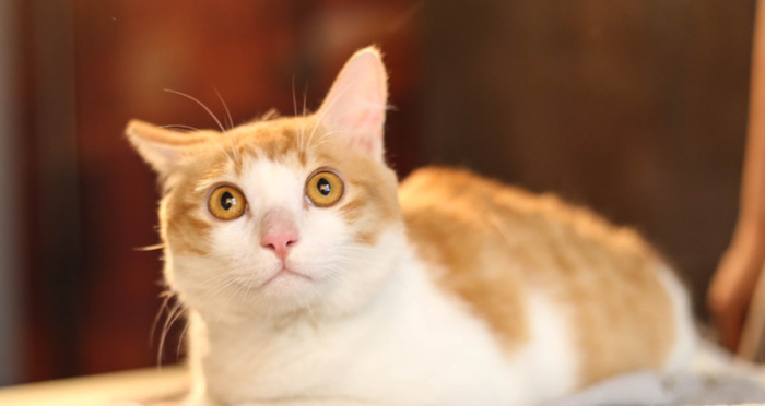 猫好像卡东西了怎么办【猫怎么这么卡呀】