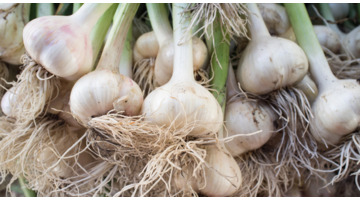 种大蒜作文【一年级种大蒜作文】