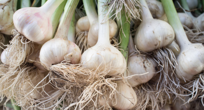 种大蒜作文【一年级种大蒜作文】