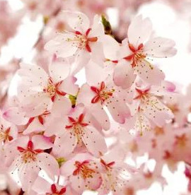 北京玉渊潭公园的历史【北京玉渊潭公园的来历】