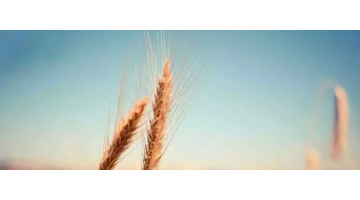 佳茵央视曝光【佳茵效果怎么样?佳茵中央台曝光】