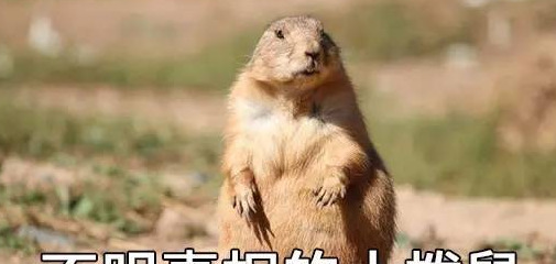 翻译腔经典句式夸人【翻译腔经典句式骂人】