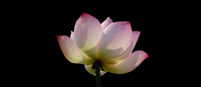 一脸福相的女孩代表什么【一脸福相的女孩手相】