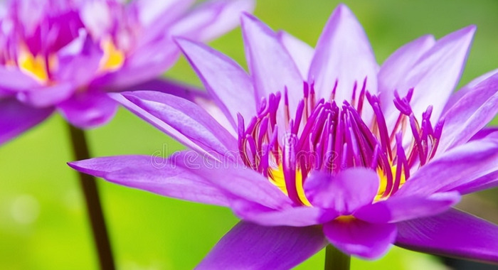 一脸福相的女孩代表什么【一脸福相的女孩手相】