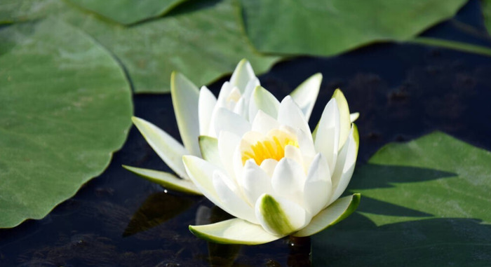 一脸福相的女孩代表什么【一脸福相的女孩手相】