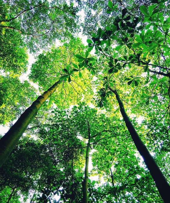 如果你不能成为山顶的一株松【如果你不能成为山顶的一棵松树】