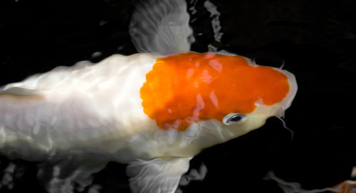 如果你不能成为山顶的一株松【如果你不能成为山顶的一棵松树】