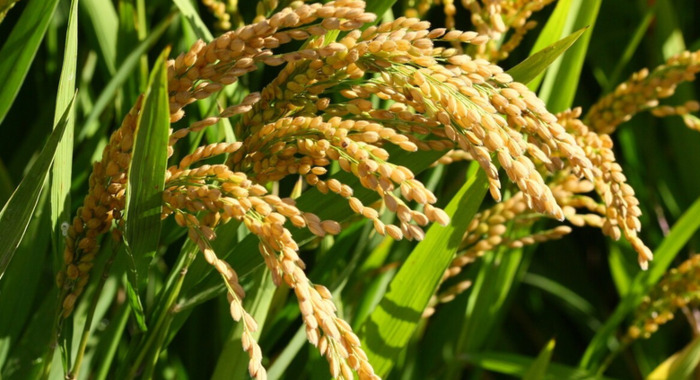 如果你不能成为山顶的一株松【如果你不能成为山顶的一棵松树】