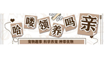 养猫过敏反应【对猫过敏坚持养猫】