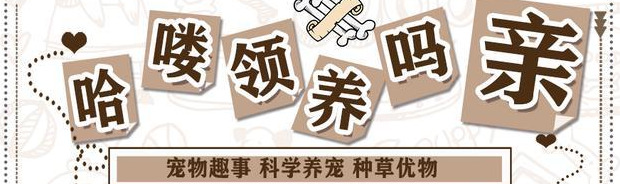 养猫过敏反应【对猫过敏坚持养猫】