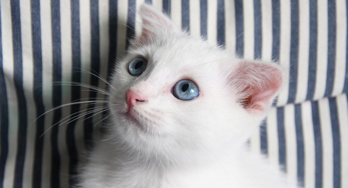 养猫过敏反应【对猫过敏坚持养猫】