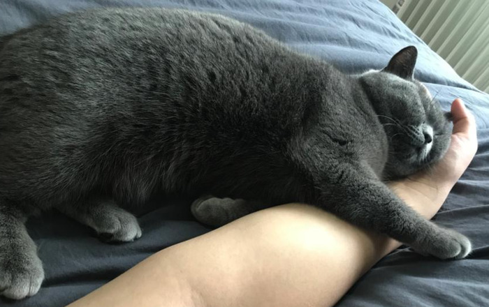 养猫过敏反应【对猫过敏坚持养猫】