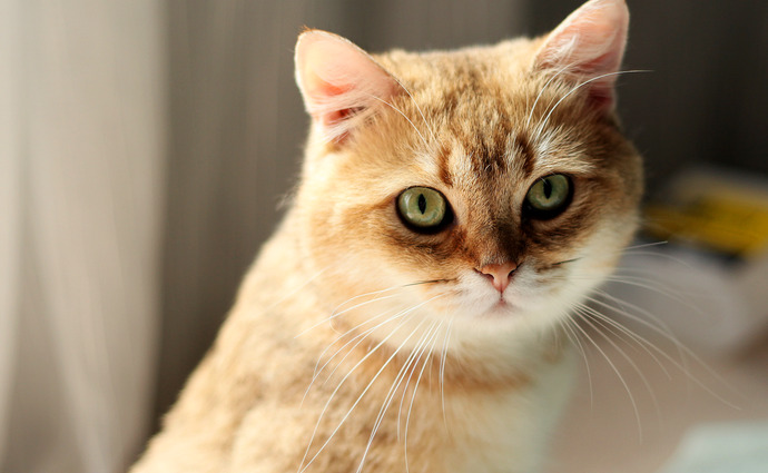 养猫过敏反应【对猫过敏坚持养猫】