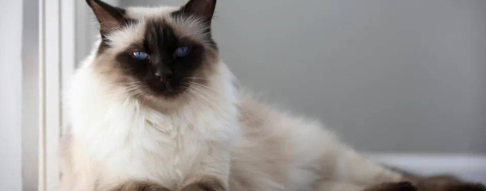 养猫过敏反应【对猫过敏坚持养猫】