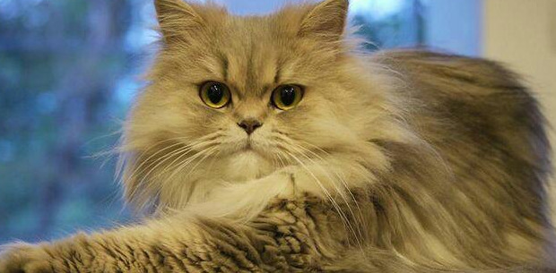 养猫过敏反应【对猫过敏坚持养猫】