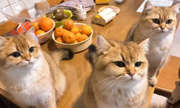 养猫过敏反应【对猫过敏坚持养猫】