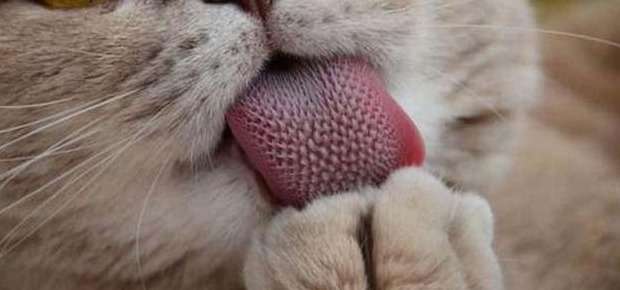 养猫过敏反应【对猫过敏坚持养猫】