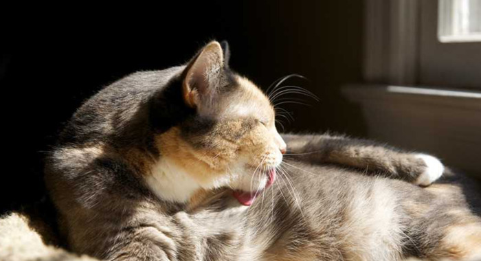 养猫过敏反应【对猫过敏坚持养猫】