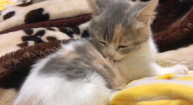 养猫过敏反应【对猫过敏坚持养猫】