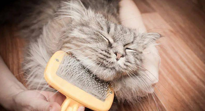 养猫过敏反应【对猫过敏坚持养猫】