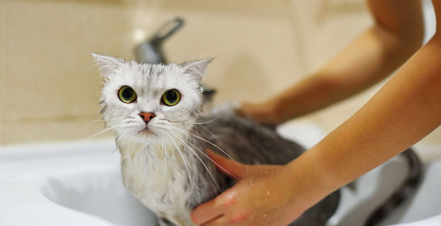 养猫过敏反应【对猫过敏坚持养猫】