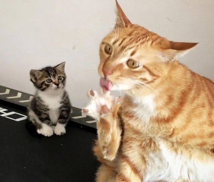 养猫过敏反应【对猫过敏坚持养猫】