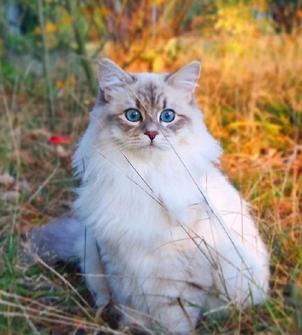 养猫过敏反应【对猫过敏坚持养猫】