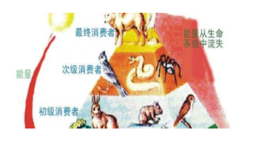 营养级是什么意思【营养级不超过五级的原因】