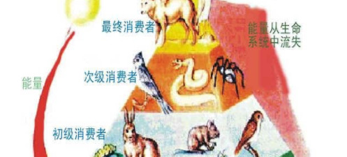 营养级是什么意思【营养级不超过五级的原因】