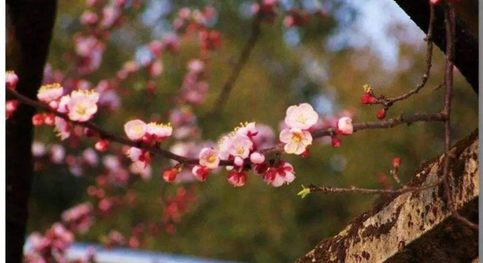 谦虚的诗词名句赏析【形容谦虚的诗句】