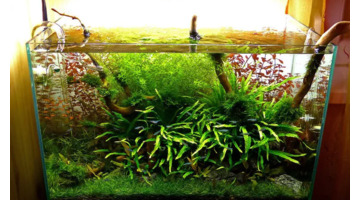 小型鱼缸造景图【小鱼缸造景效果图圆的】