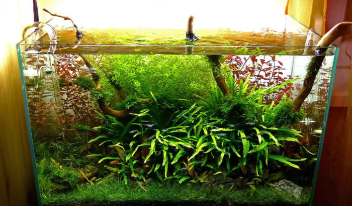 小型鱼缸造景图【小鱼缸造景效果图圆的】