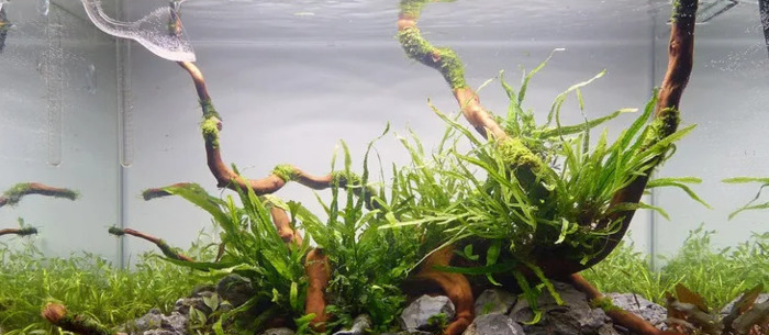 小型鱼缸造景图【小鱼缸造景效果图圆的】