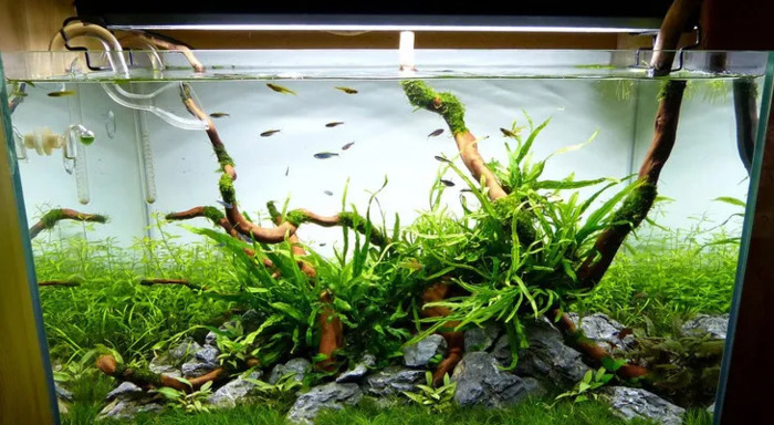 小型鱼缸造景图【小鱼缸造景效果图圆的】