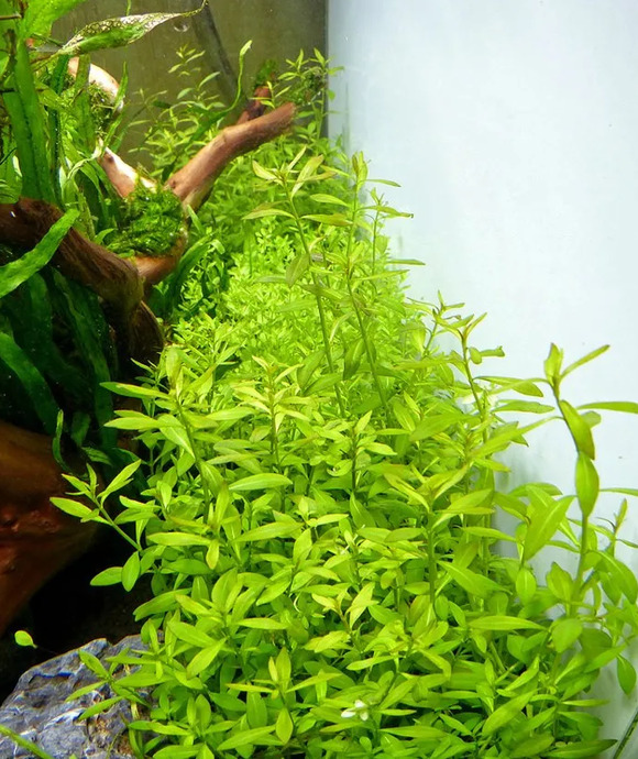 小型鱼缸造景图【小鱼缸造景效果图圆的】