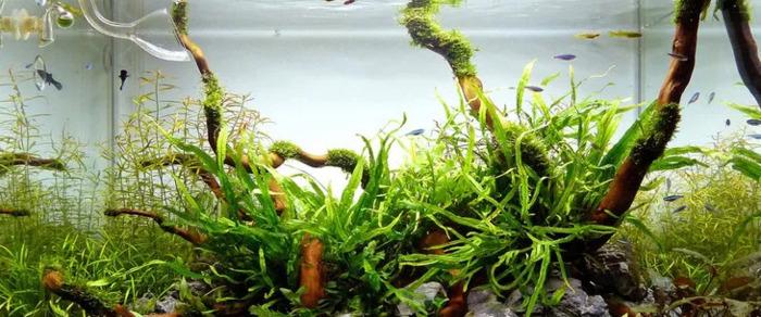 小型鱼缸造景图【小鱼缸造景效果图圆的】