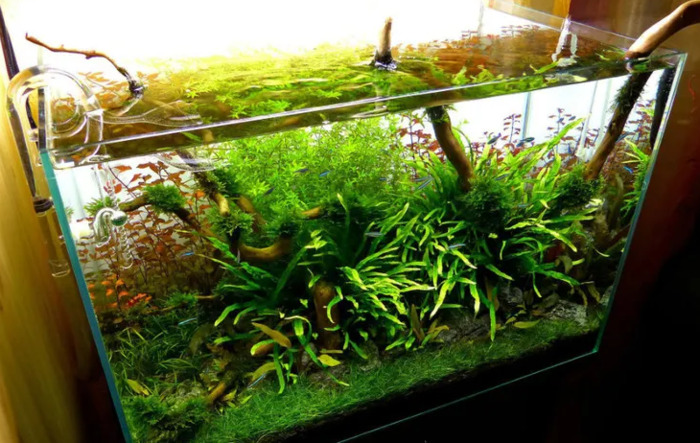 小型鱼缸造景图【小鱼缸造景效果图圆的】