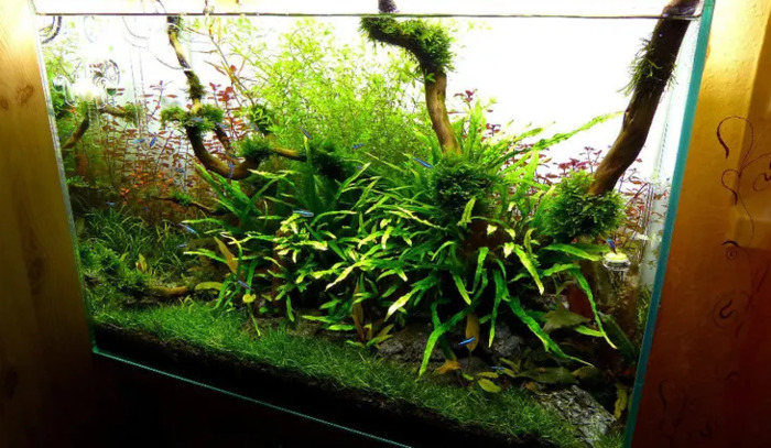 小型鱼缸造景图【小鱼缸造景效果图圆的】