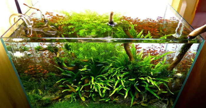 小型鱼缸造景图【小鱼缸造景效果图圆的】