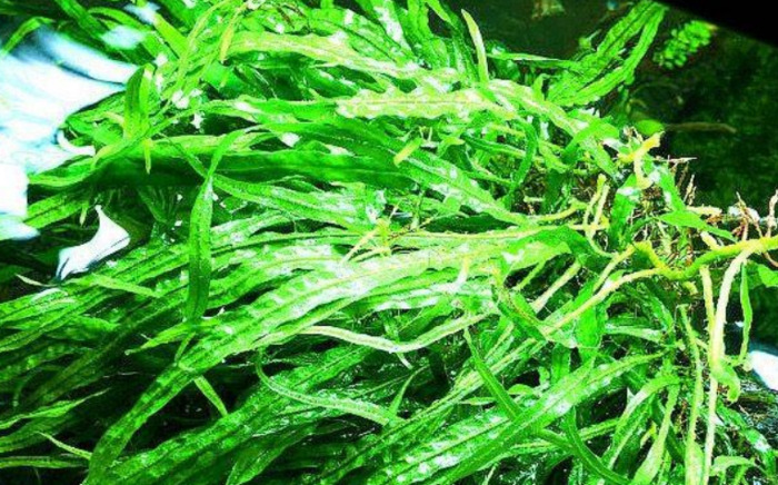 小型鱼缸造景图【小鱼缸造景效果图圆的】