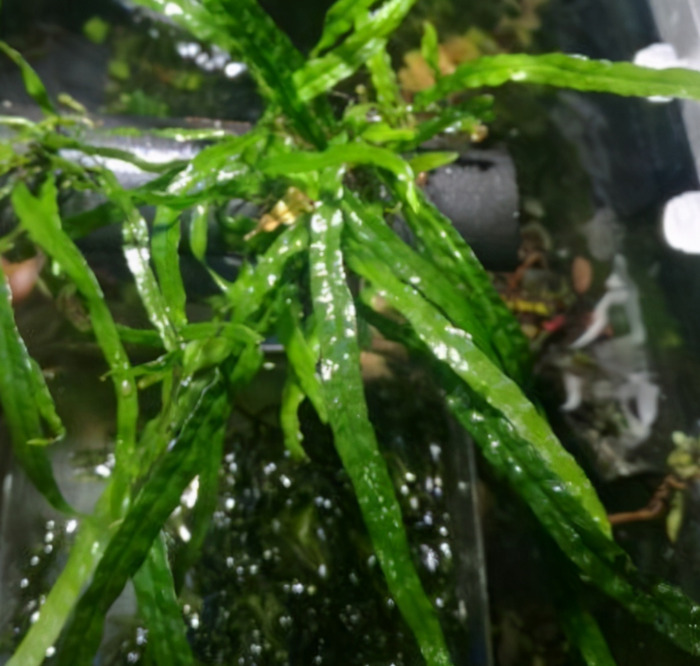 小型鱼缸造景图【小鱼缸造景效果图圆的】