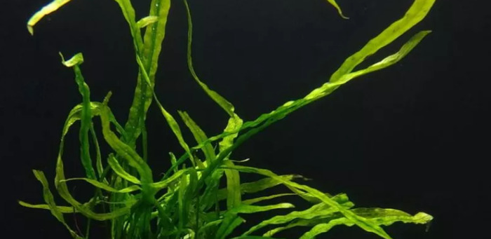 小型鱼缸造景图【小鱼缸造景效果图圆的】