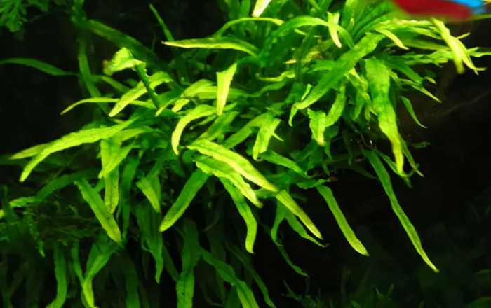 小型鱼缸造景图【小鱼缸造景效果图圆的】