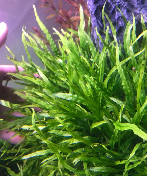 小型鱼缸造景图【小鱼缸造景效果图圆的】